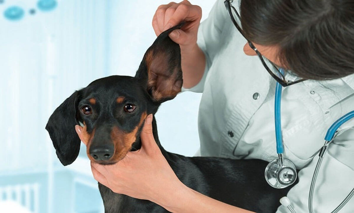 Khi thú cưng ăn phải bả chó, điều cần làm ngay đó là đưa đến cơ sở thú y gần nhất để được chữa trị 