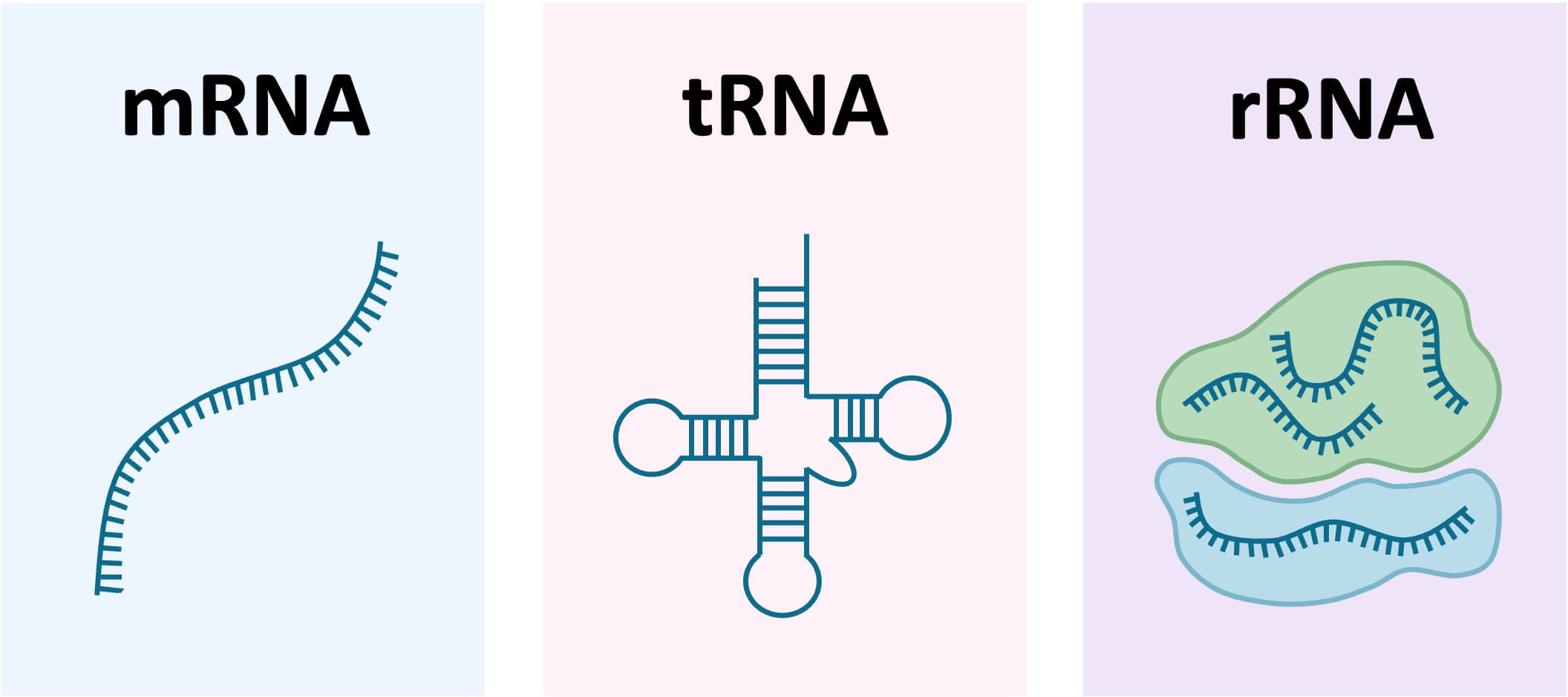 Sự khác nhau của các loại RNA