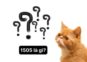 1505 là gì?