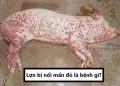 Lợn bị nổi mẩn đỏ là bệnh gì?