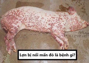 Lợn bị nổi mẩn đỏ là bệnh gì?