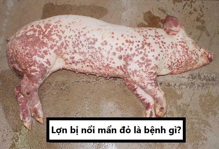 Lợn bị nổi mẩn đỏ là bệnh gì?