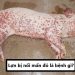 Lợn bị nổi mẩn đỏ là bệnh gì?