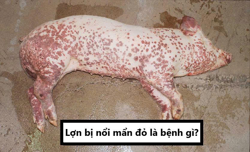 Lợn bị nổi mẩn đỏ là bệnh gì?